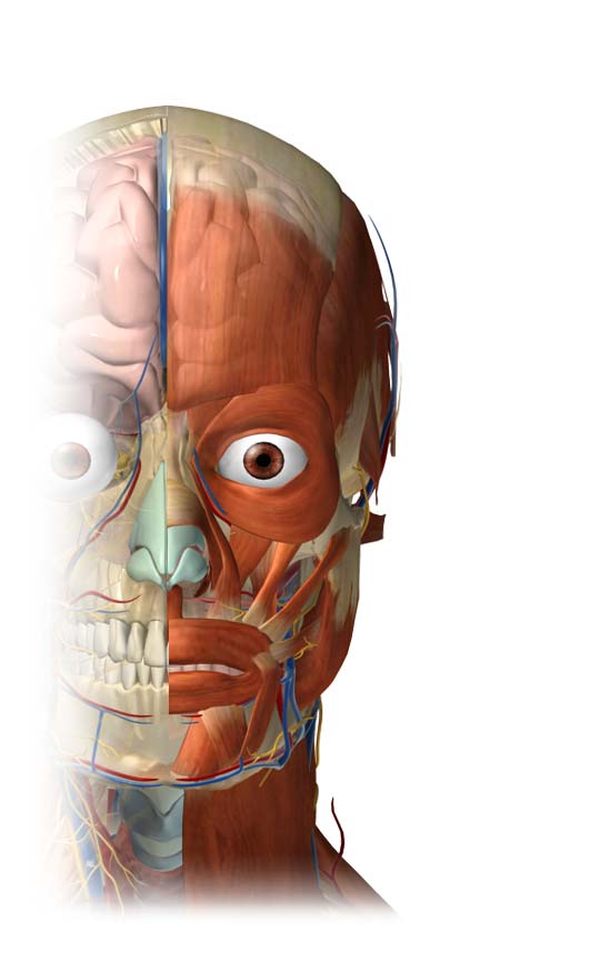 Visible Body: atlas 3D de anatomía humana | Biblioteca Médica Virtual – Blog